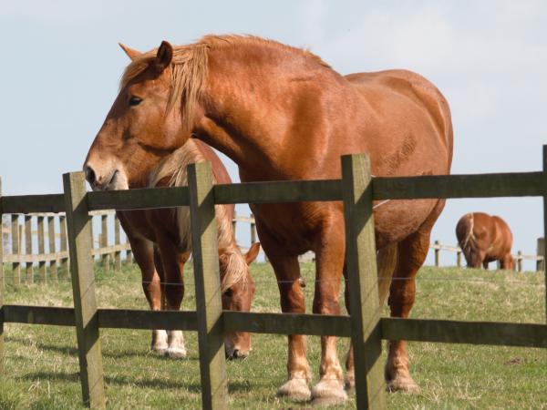 Suffolk Punch horses at Easton Farm Park