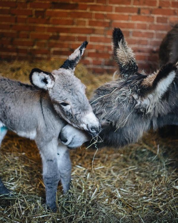 Easton Farm Park donkeys3